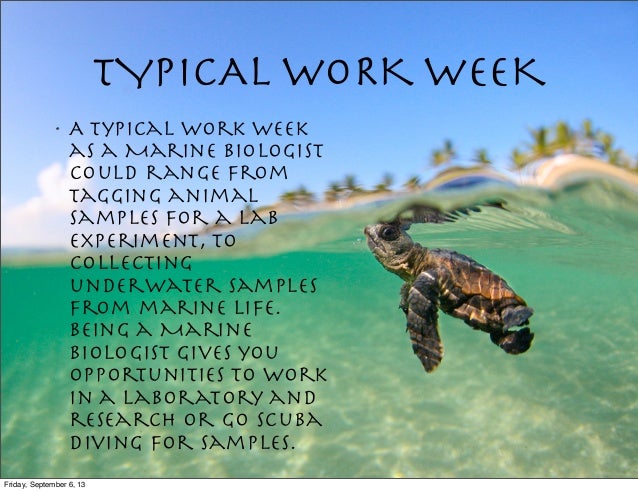 Spanish 1 Marine Biologist spanish-1-marine-biologist