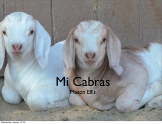 Mi Cabras
Mason Ellis

Wednesday, January 15, 14

 