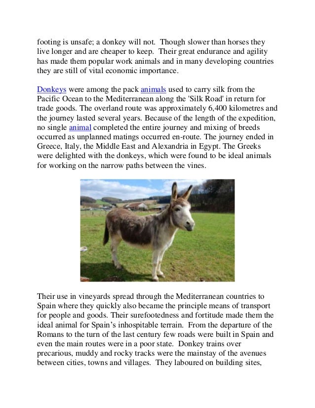 Saving the Spanish donkey