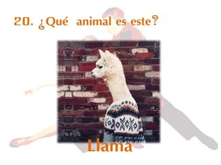 20. ¿Qué animal es este?
Llama
 