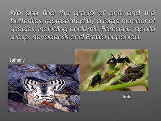 We also find the group of ants and the
butterflies, represented by a large number of
species, including endemic Parnasius. apollo
subsp. nevadensis and Erebia hispanica.


Butterfly




                                  Ants
 