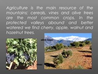Agriculture is the main resource of the
mountains; cereals, vines and olive trees
are the most common crops. In the
protected valleys abound and better
watered we find cherry, apple, walnut and
hazelnut trees.
                 olive trees




              vines
 