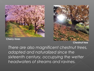 Cherry-trees
                                   Chestnut tree

 There are also magnificent chestnut trees,
 adapted and naturalized since the
 sixteenth century, occupying the wetter
 headwaters of streams and ravines.
 
