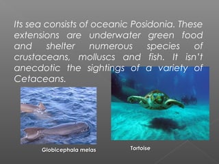 Its sea consists of oceanic Posidonia. These
extensions are underwater green food
and     shelter    numerous     species   of
crustaceans, molluscs and fish. It isn’t
anecdotic the sightings of a variety of
Cetaceans.




      Globicephala melas   Tortoise
 