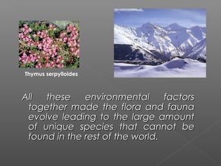 Thymus serpylloides



 All  these    environmental       factors
  together made the flora and fauna
  evolve leading to the large amount
  of unique species that cannot be
  found in the rest of the world.   
                           world.
 
 