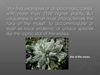  We find examples of all bioclimatic zones,
with more than 2100 higher plants. But
uniqueness is what most characterizes the
flora of the massif, to accommodate at
least 66 local endemic or unique species
like the iconic star of the snows.




                               Star of the snows
 