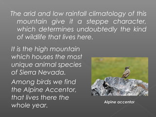 The arid and low rainfall climatology of this
  mountain give it a steppe character,
  which determines undoubtedly the kind
  of wildlife that lives here.
It is the high mountain
which houses the most
unique animal species
of Sierra Nevada.
Among birds we find
the Alpine Accentor,
that lives there the
                              Alpine accentor
whole year.
 