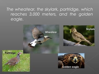 The wheatear, the skylark, partridge, which
   reaches 3,000 meters, and the golden
   eagle.

                                              Skylark
                    Wheatear




Partridge




                               Golden eagle
 