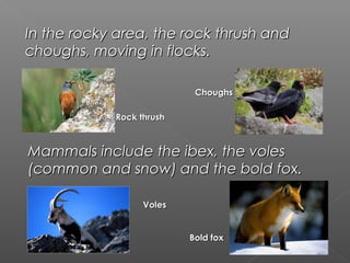 In the rocky area, the rock thrush and
choughs, moving in flocks.

                           Choughs

            Rock thrush



Mammals include the ibex, the voles
(common and snow) and the bold fox.

                  Voles


                          Bold fox
 