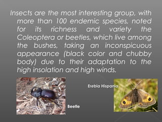 Insects are the most interesting group, with
  more than 100 endemic species, noted
  for its richness and variety the
  Coleoptera or beetles, which live among
  the bushes, taking an inconspicuous
  appearance (black color and chubby
  body) due to their adaptation to the
  high insolation and high winds.

                          Erebia Hispania




                 Beetle
 