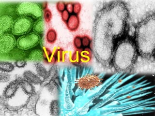 Spanish Flu Alice.Im