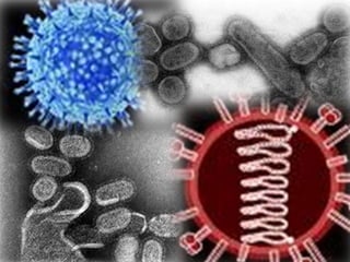 Spanish Flu Alice.Im