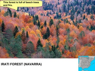 IRATI FOREST (NAVARRA) This forest is full of beech trees and firs. 