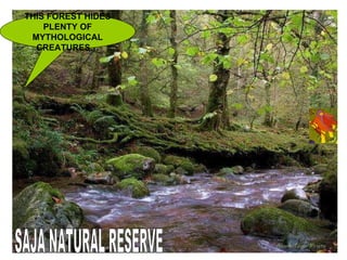 THIS FOREST HIDES PLENTY OF MYTHOLOGICAL CREATURES… SAJA NATURAL RESERVE 