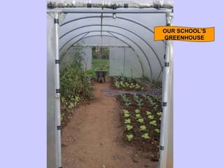 OUR SCHOOL’S GREENHOUSE 