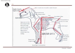 SPANISH WATER DOG  (1)превод.pdf