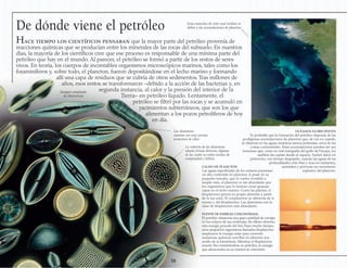 De dónde viene el petróleo
OCÉANOS FLORECIENTES
Es probable que la formación del petróleo dependa de las
prodigiosas acumulaciones de plancton que, de vez en cuando,
se observan en las aguas oceánicas menos profundas, cerca de las
costas continentales. Estas acumulaciones pueden ser tan
inmensas que, como en esta fotografía del golfo deVizcaya, los
satélites las captan desde el espacio. Suelen darse en
primavera, con tiempo despejado, cuando las aguas de las
profundidades, más frías y ricas en nutrientes,
ascienden y provocan un crecimiento
explosivo del plancton.
FUENTE DE ENERGÍA CONCENTRADA
El petróleo almacena una gran cantidad de energía
en los enlaces de sus moléculas. En último término,
esta energía procede del Sol. Hace mucho tiempo,
unos pequeños organismos llamados fitoplancton
emplearon la energía solar para convertir
sustancias químicas sencillas en alimento por
medio de la fotosíntesis. Mientras el fitoplancton
muerto iba convirtiéndose en petróleo, la energía
que almacenaba en su interior se concentró.
Estas manchas de color azul verdoso se
deben a las acumulaciones de plancton
CALDO DE PLANCTON
Las aguas superficiales de los océanos presentan
un alto contenido en plancton. A pesar de su
pequeño tamaño, que lo vuelve invisible a
simple vista, el plancton es tan abundante que
los organismos que lo forman crean gruesas
capas en el lecho marino. Como las plantas, el
fitoplancton genera su propio alimento a partir
de la luz solar. El zooplancton se alimenta de sí
mismo y del fitoplancton. Las diatomeas son la
clase de fitoplancton más abundante.
Las diatomeas
cuentan con una carcasa
protectora de sílice
La cubierta de las diatomeas
adopta formas diversas, algunas
de las cuales no están exentas de
complejidad o belleza
Imagen ampliada
de diatomeas
Hace tiempo los científicos pensaban que la mayor parte del petróleo provenía de
reacciones químicas que se producían entre los minerales de las rocas del subsuelo. En nuestros
días, la mayoría de los científicos cree que ese proceso es responsable de una mínima parte del
petróleo que hay en el mundo. Al parecer, el petróleo se formó a partir de los restos de seres
vivos. En teoría, los cuerpos de incontables organismos microscópicos marinos, tales como los
foraminíferos y, sobre todo, el plancton, fueron depositándose en el lecho marino y formando
allí una capa de residuos que se cubría de otros sedimentos.Tras millones de
años, esos restos se transformaron –debido a la acción de las bacterias y, en
segunda instancia, al calor y la presión del interior de la
Tierra– en petróleo líquido. Lentamente, el
petróleo se filtró por las rocas y se acumuló en
yacimientos subterráneos, que son los que
alimentan a los pozos petrolíferos de hoy
en día.
 