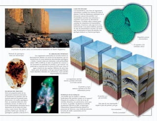 CASO DE ESTUDIO
Los foraminíferos, una clase de organismos
unicelulares, pueblan los océanos de todo el
planeta. Como las diatomeas, participan en la
formación natural del petróleo. Los
foraminíferos secretan una estructura o
esqueleto cuyos poros se denominan
forámenes. La piedra caliza contiene gran
cantidad de esqueletos de foraminíferos
fosilizados. Al parecer, cada capa de la roca,
perteneciente a una época distinta, presenta
un tipo de foraminíferos concreto, de modo
que, al perforarla en busca de petróleo, los
geólogos deducen su historia geológica.
Esqueleto poroso
microscópico
EL ORIGEN DEL PETRÓLEO
Los organismos enterrados en el lecho marino se
descomponen debido a la acción de las bacterias, que los
transforman en unas sustancias denominadas querógeno
y betún. Cuando estas son enterradas a más profundidad
(entre 1.000 y 6.000 m), el calor y la presión las «cuecen» y
las convierten en partículas de petróleo y gas natural. Las
partículas se mueven por los poros de las rocas, como el
agua a través de una esponja. Millones de años más
tarde, parte del petróleo y del gas natural logra filtrarse
hasta depósitos naturales, los yacimientos, cuyas paredes
impermeables los retienen.
EN MITAD DEL PROCESO
Solo una pequeña parte de los
organismos marinos enterrados
se transforma en petróleo, pero la
mayoría pasa por la primera parte
del proceso y se vuelve querógeno.
Este, un material sólido de color
parduzco oscuro, se halla en las
rocas sedimentarias (formadas tras la
deposición de los restos de otras
rocas y seres vivos). Para obtener
petróleo, habría que calentar el
querógeno a presión a más de 60 ºC.
PETRÓLEO EN EL ESPACIO
¿Es posible que los anillos y cadenas
moleculares del petróleo surjan en el espacio?
Después de analizar el color de la luz de
estrellas distantes, los astrónomos creen que,
en efecto, es posible. Al observar la estrella
moribunda CRL618 en 2001, el telescopio
Observatorio Espacial Infrarrojo detectó la
presencia de benceno, cuya molécula presenta
la forma de anillo característica de los
hidrocarburos.
Los organismos marinos
mueren y quedan enterrados
en el lecho marino
El petróleo y el gas
natural se forman en la roca
sedimentaria porosa
El petróleo y el
gas ascienden
Petróleo acumulado
El esqueleto es de
carbonato cálcico
Partícula de querógeno
vista con microscopio
Gas acumulado
Una capa de roca impermeable
impide el paso del petróleo y del gas
19
Acantilados de piedra caliza con foraminíferos fosilizados, en Sussex (Inglaterra)
 
