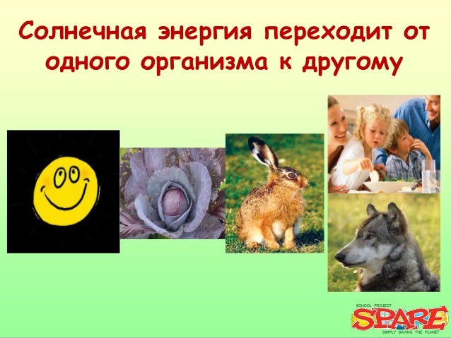 Кондиломы на члене и чистотел