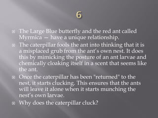  The Large Blue butterfly and the red ant called
Myrmica — have a unique relationship.
 The caterpillar fools the ant into thinking that it is
a misplaced grub from the ant’s own nest. It does
this by mimicking the posture of an ant larvae and
chemically cloaking itself in a scent that seems like
the ant.
 Once the caterpillar has been "returned" to the
nest, it starts clucking. This ensures that the ants
will leave it alone when it starts munching the
nest’s own larvae.
 Why does the caterpillar cluck?
 
