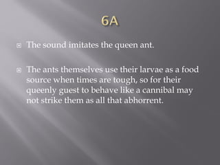  The sound imitates the queen ant.
 The ants themselves use their larvae as a food
source when times are tough, so for their
queenly guest to behave like a cannibal may
not strike them as all that abhorrent.
 
