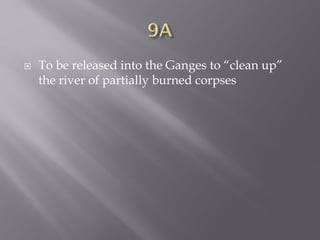  To be released into the Ganges to “clean up”
the river of partially burned corpses
 