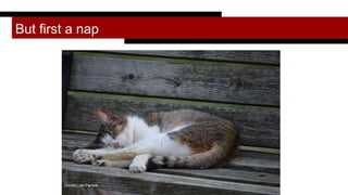 But first a nap
Donald Lee Pardue
 