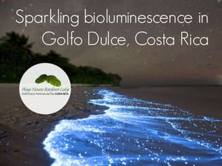 See sparkling bioluminescence in Golfo Dulce, Costa Rica