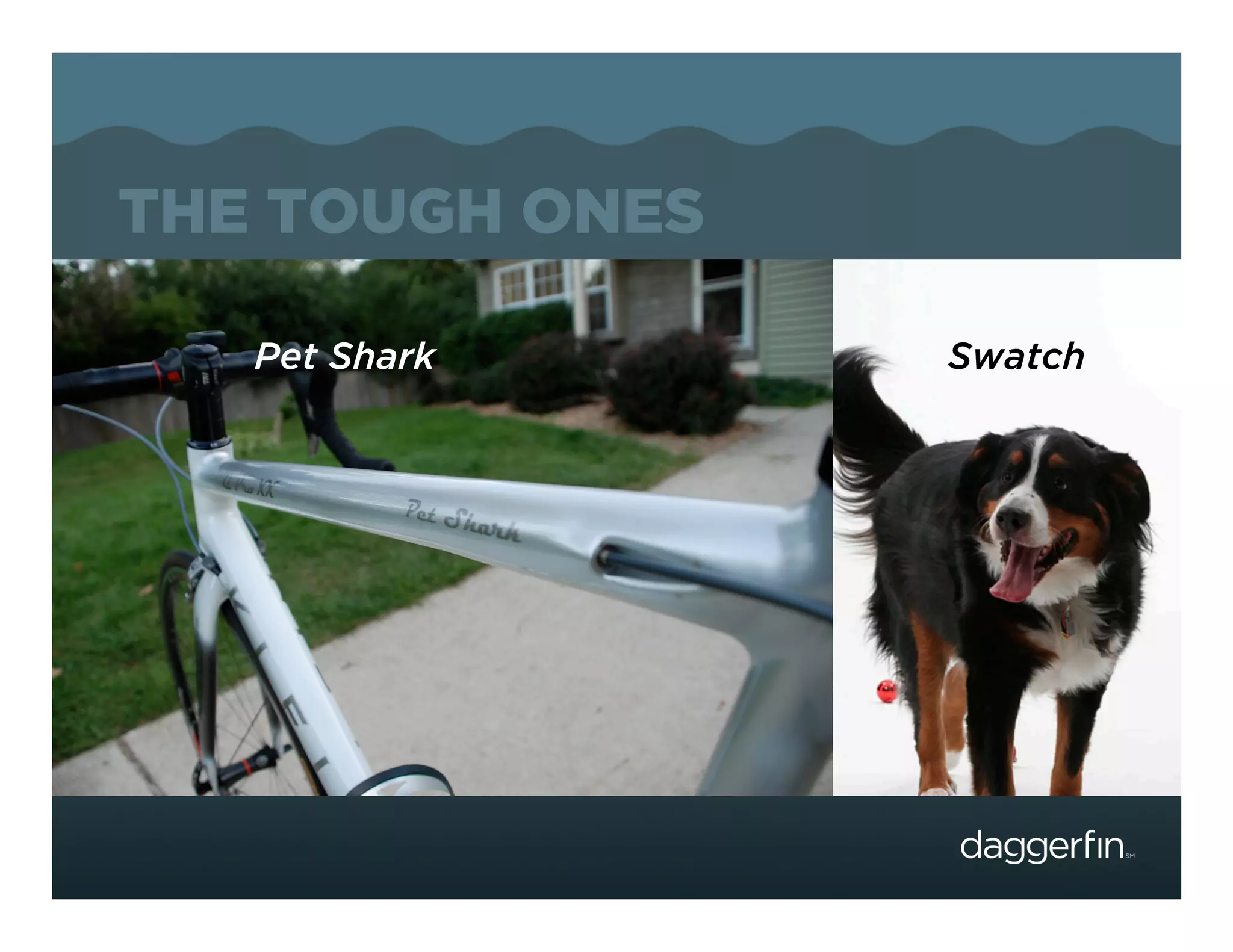 THE TOUGH ONES

   Pet Shark     Swatch
 