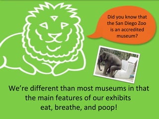 Did you know that the San Diego Zoo  is an accredited museum? We’re different than most museums in that the main features of our exhibits  eat, breathe, and poop! 