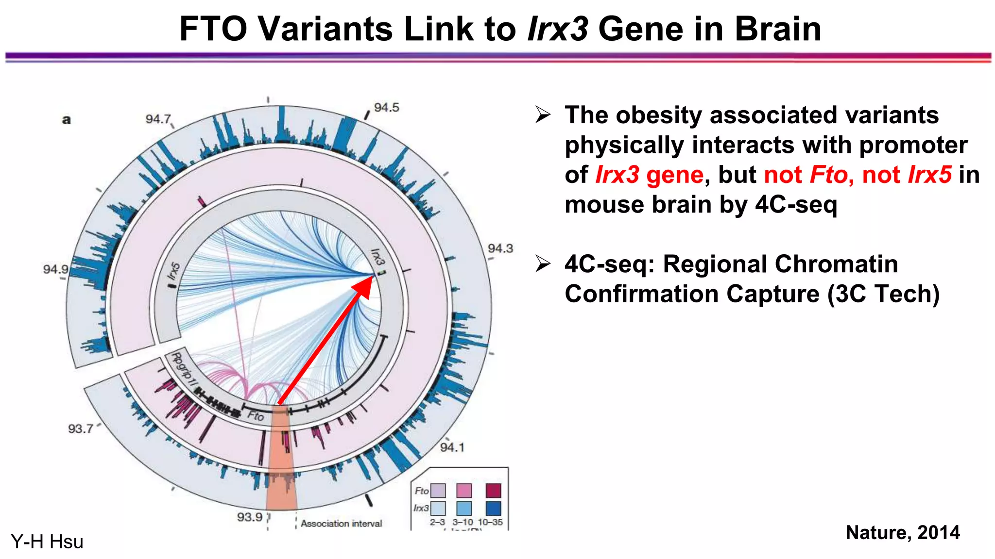  The obesity associated variants
physically interacts with promoter
of Irx3 gene, but not Fto, not Irx5 in
mouse brain by 4C-seq
 4C-seq: Regional Chromatin
Confirmation Capture (3C Tech)
FTO Variants Link to Irx3 Gene in Brain
Nature, 2014Y-H Hsu
 