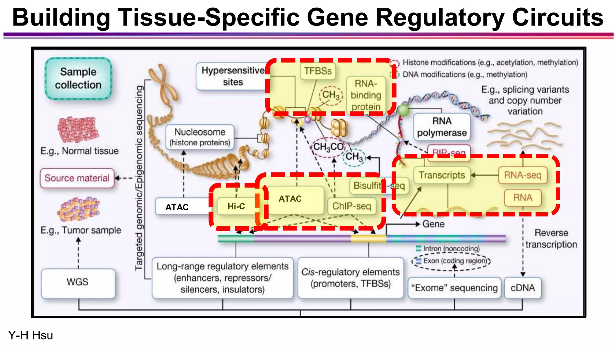 Building Tissue-Specific Gene Regulatory Circuits
Hi-C
ATAC
ATAC
Y-H Hsu
 