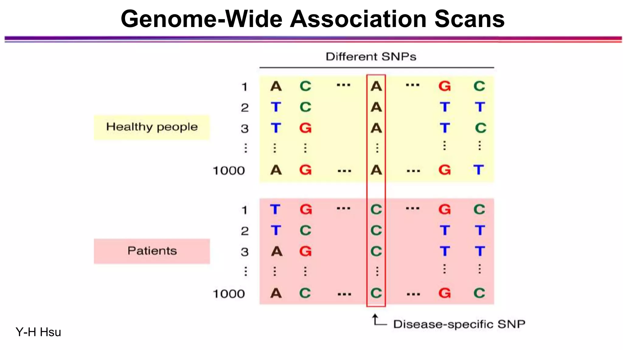 Genome-Wide Association Scans
Y-H Hsu
 