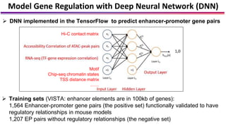 Model Gene Regulation with Deep Neural Network (DNN)
 DNN implemented in the TensorFlow to predict enhancer-promoter gene...