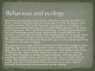 Sparrows are generally social birds, with many species breeding in
loose colonies and most species occurring in flocks during the non-
breeding season. The Great Sparrow is an exception, breeding in
solitary pairs and remaining only in small family groups in the non-
breeding season. Most sparrows form large roosting aggregations in
the non-breeding seasons that contain only a single species (in
contrast to multi-species flocks that might gather for foraging). Sites
are chosen for cover and include trees, thick bushes and reed beds.
The assemblages can be quite large with up to 10,000 House Sparrows
counted in one roost in Egypt.
The sparrows are some of the few passerine birds that engage in dust
bathing. Sparrows will first scratch a hole in the ground with their
feet, then lie in it and fling dirt or sand over their bodies with flicks
of their wings. They will also bathe in water, or in dry or melting
snow. Water bathing is similar to dust bathing, with the sparrow
standing in shallow water and flicking water over its back with its
wings, also ducking its head under the water. Both activities are
social, with up to a hundred birds participating at once, and is
followed by preening and sometimes group singing.
 