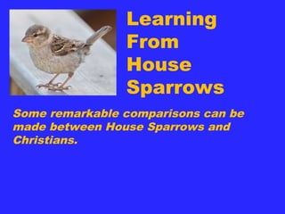 Learning
From
House
Sparrows
Some remarkable comparisons can be
made between House Sparrows and
Christians.
 