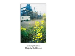 Evening Primrose
Photo by Bud Lippert
 