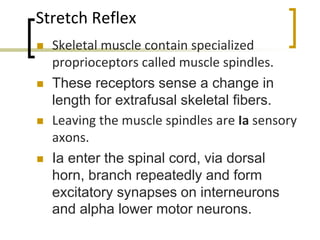 Stretch Reflex
 Skeletal muscle contain specialized
proprioceptors called muscle spindles.
 These receptors sense a change in
length for extrafusal skeletal fibers.
 Leaving the muscle spindles are Ia sensory
axons.
 Ia enter the spinal cord, via dorsal
horn, branch repeatedly and form
excitatory synapses on interneurons
and alpha lower motor neurons.
 