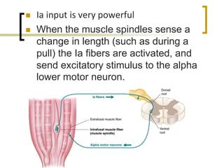  Ia input is very powerful
 When the muscle spindles sense a
change in length (such as during a
pull) the Ia fibers are activated, and
send excitatory stimulus to the alpha
lower motor neuron.
 