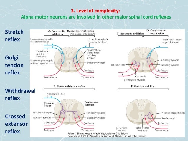 Spasticity in Rehabilitation