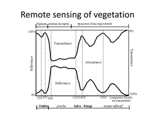 Spatio-temporal analyses of primary production