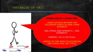 VARIABLES OF GAIT
STRIDE LENGTH + STRIDE TIME
LINEAR DISTANCE BETWEEN TWO
SUCCESSIVE EVENTS OF SAME LOWER
EXTREMITY
HEEL STRIKE (ONE EXTREMITY) – HEEL
EXTREMITY)
AVERAGE: 144 cm (56 inches)
AMOUNT OF TIME TAKEN TO ACCOMPLISH
ONE STRIDE (FULL GAIT CYCLE)
 