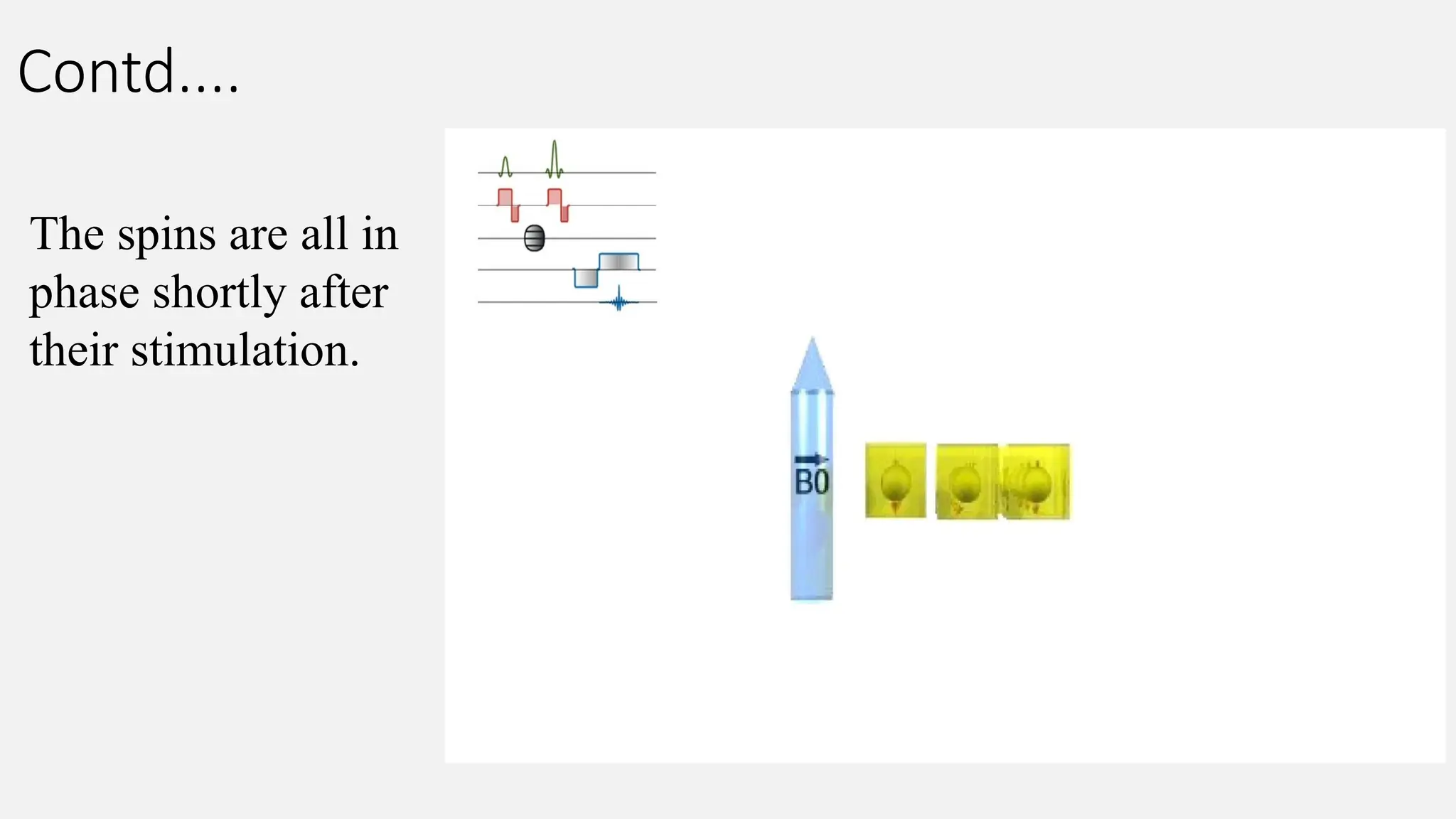 Contd....
The spins are all in
phase shortly after
their stimulation.
 