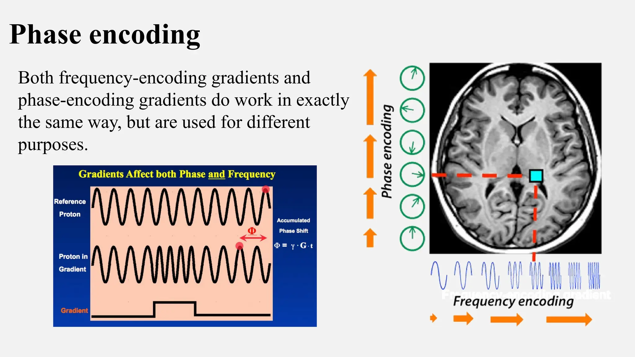 Phase encoding
Both frequency-encoding gradients and
phase-encoding gradients do work in exactly
the same way, but are used for different
purposes.
 