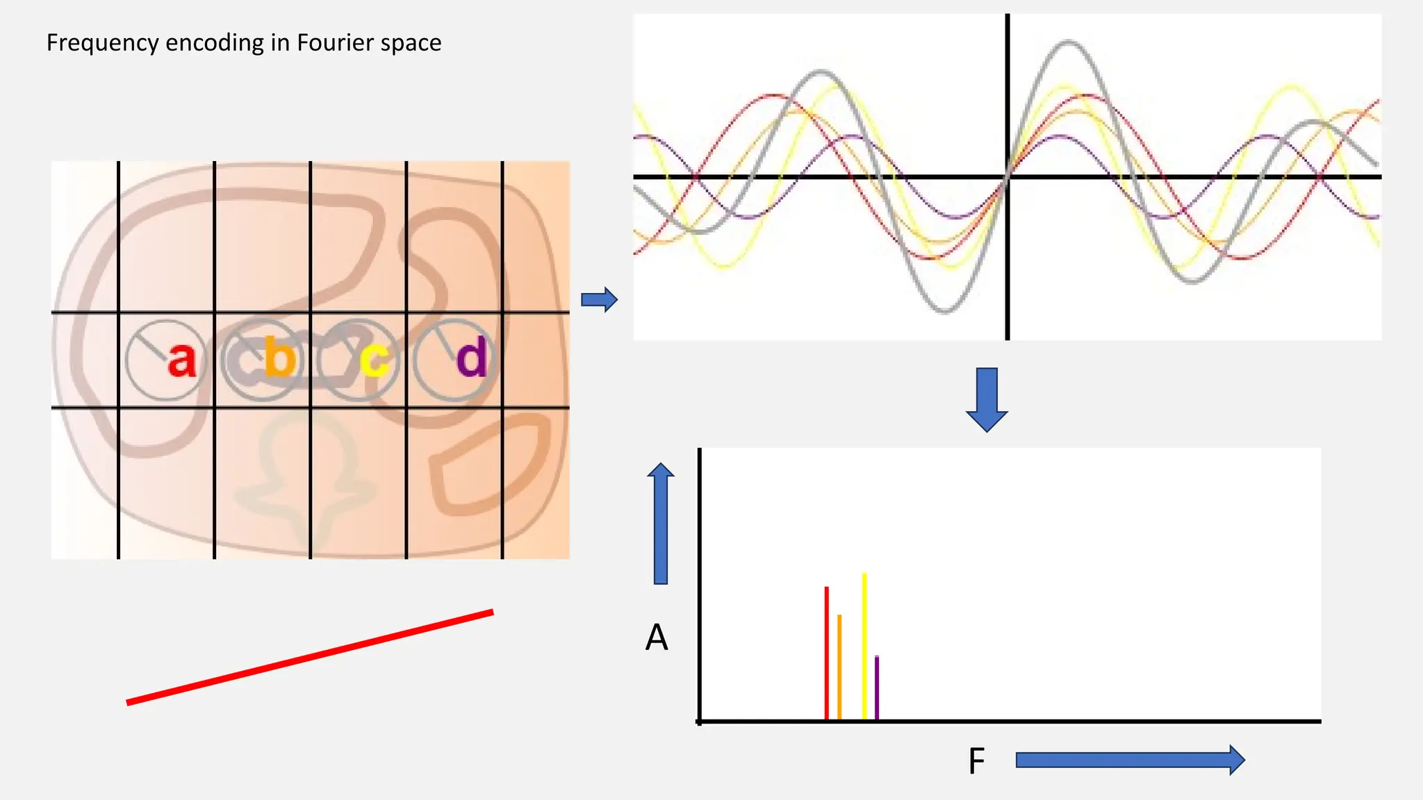 A
F
Frequency encoding in Fourier space
 