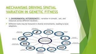 Spatial Variation and Genetic Fitness: Exploring the Dynamics of ...