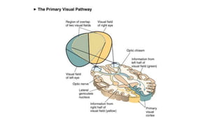 Spatial vision | PPTX
