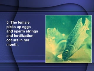 spawning tilapia hatchery different .ppt