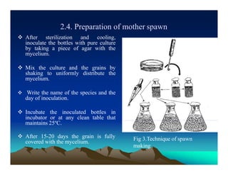 2.4. Preparation of mother spawn
 After sterilization and cooling,
inoculate the bottles with pure culture
by taking a piece of agar with the
mycelium.
 Mix the culture and the grains by
shaking to uniformly distribute the
mycelium.
 Write the name of the species and the
day of inoculation.
 Incubate the inoculated bottles in
incubator or at any clean table that
maintains 25ºC.
 After 15-20 days the grain is fully
covered with the mycelium.
Fig 3.Technique of spawn
making
 