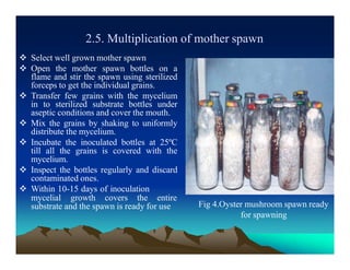 2.5. Multiplication of mother spawn
 Select well grown mother spawn
 Open the mother spawn bottles on a
flame and stir the spawn using sterilized
forceps to get the individual grains.
 Transfer few grains with the mycelium
in to sterilized substrate bottles under
aseptic conditions and cover the mouth.
 Mix the grains by shaking to uniformly
distribute the mycelium.
 Incubate the inoculated bottles at 25ºC
till all the grains is covered with the
mycelium.
 Inspect the bottles regularly and discard
contaminated ones.
 Within 10-15 days of inoculation
mycelial growth covers the entire
substrate and the spawn is ready for use Fig 4.Oyster mushroom spawn ready
for spawning
 